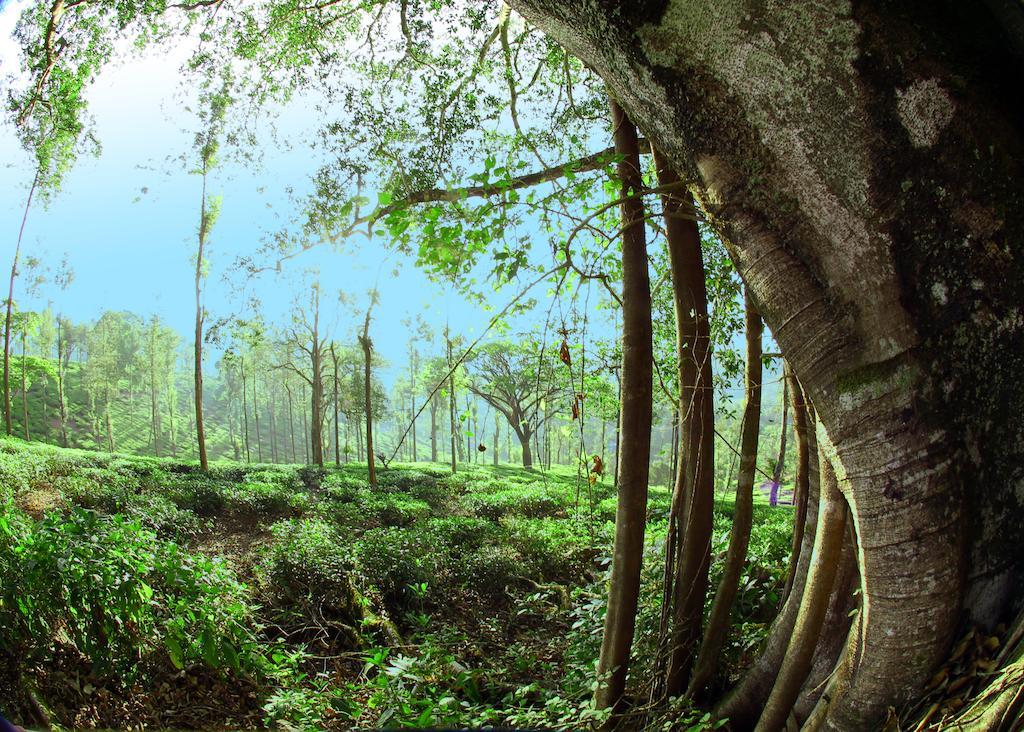 Parisons Plantation Experiences By Abad 호텔 마난타바디 외부 사진