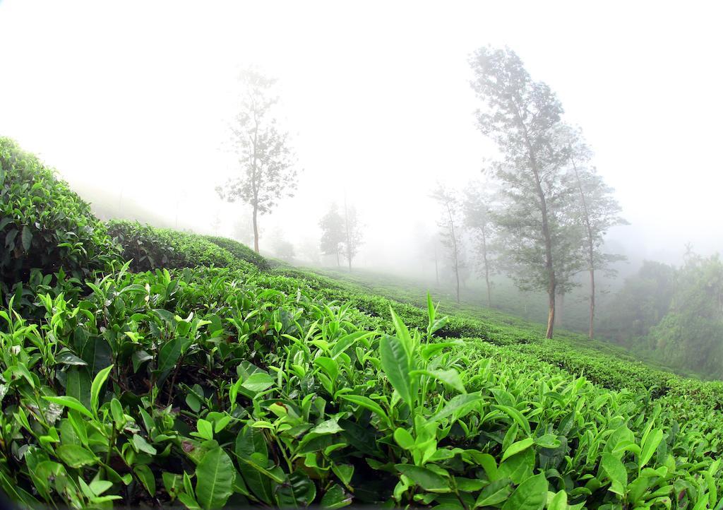Parisons Plantation Experiences By Abad 호텔 마난타바디 외부 사진